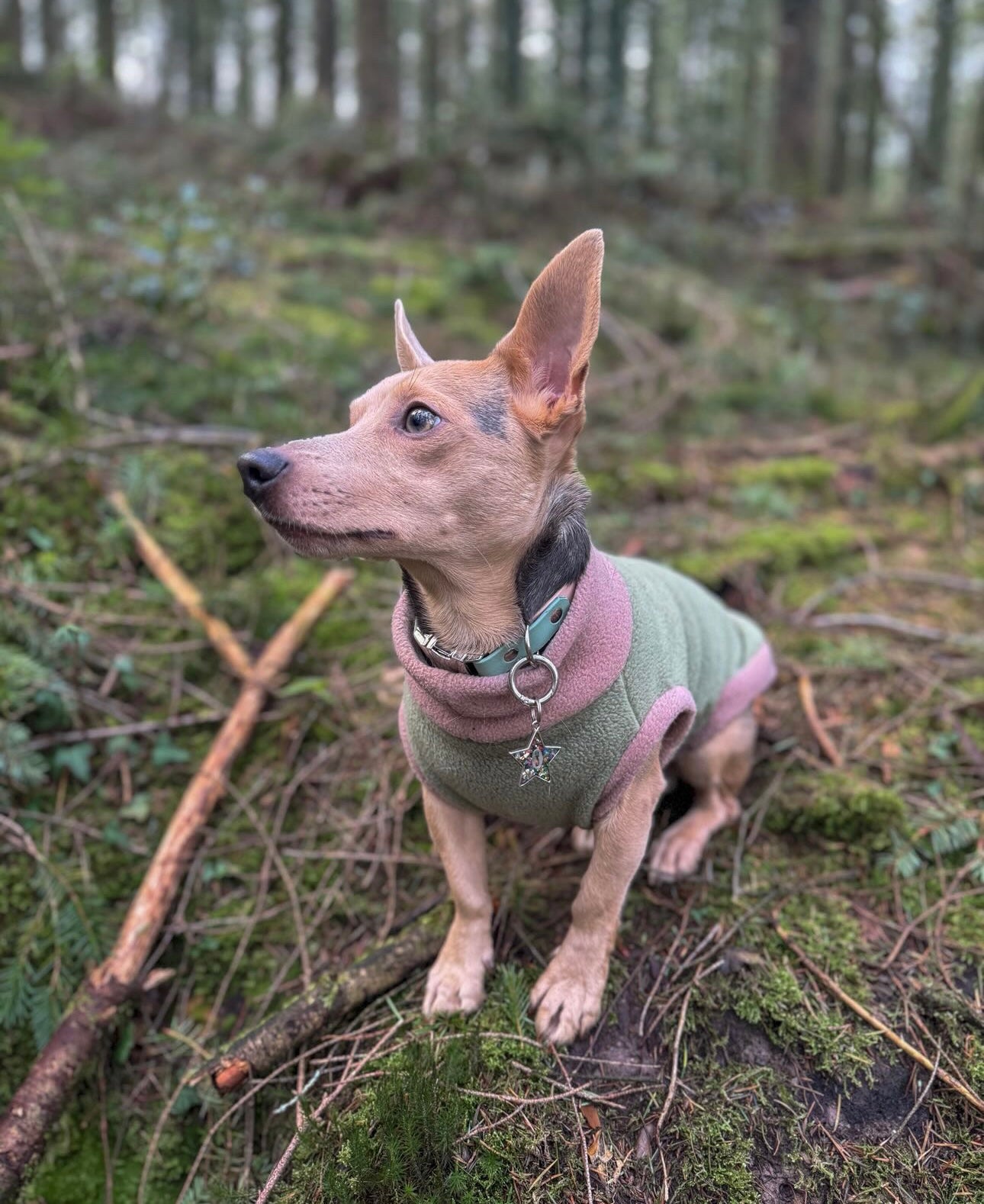 Custom Two Tone Small Breed Fleece