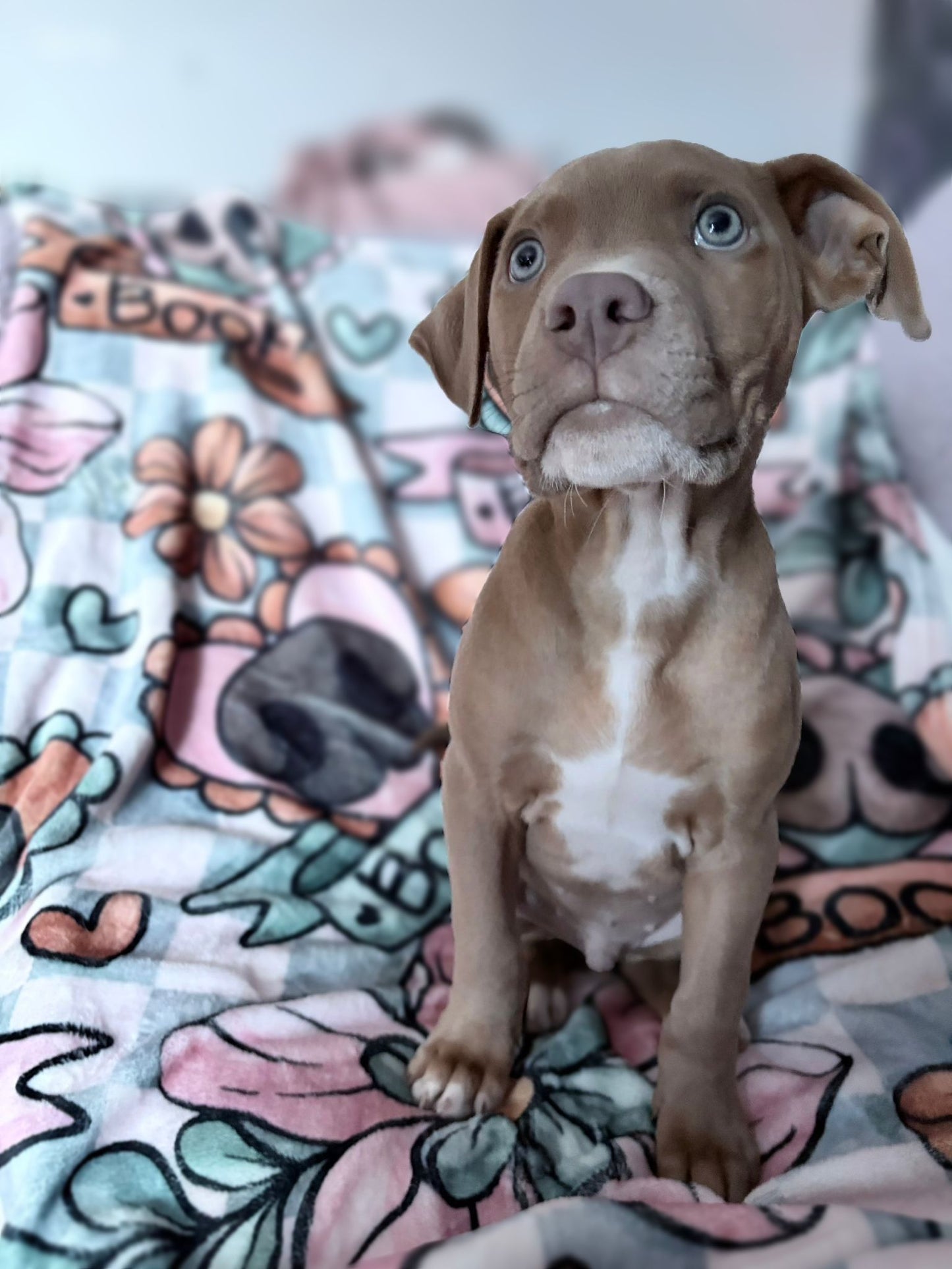 Boops & Blooms Blanket
