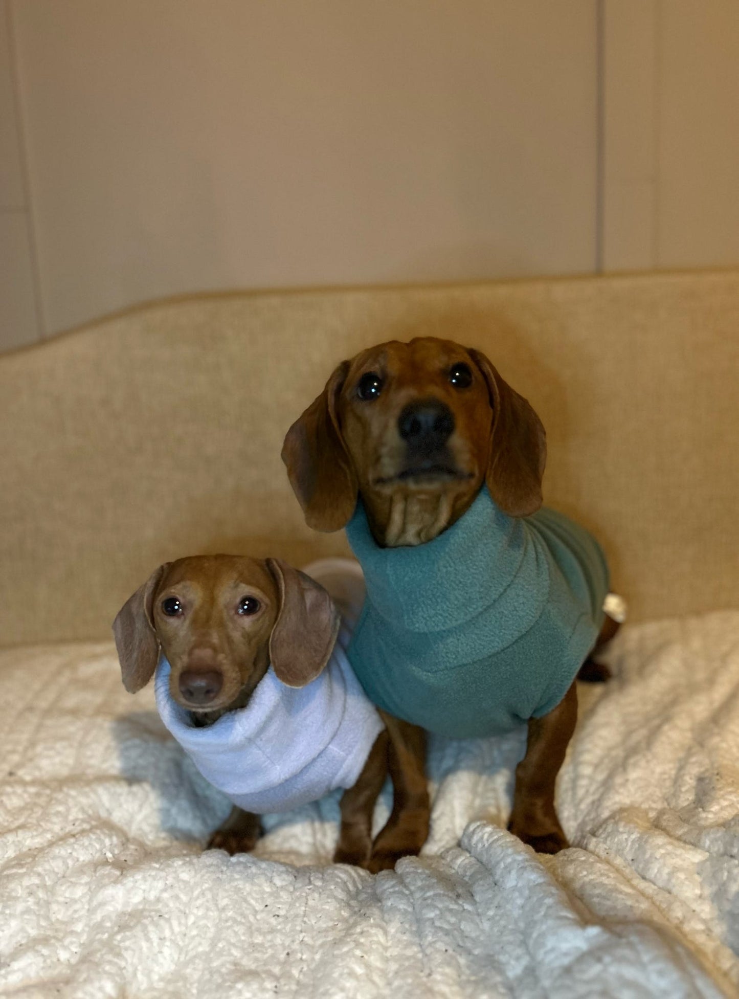 Dachshund/Small Breed Plain Crewneck Fleece