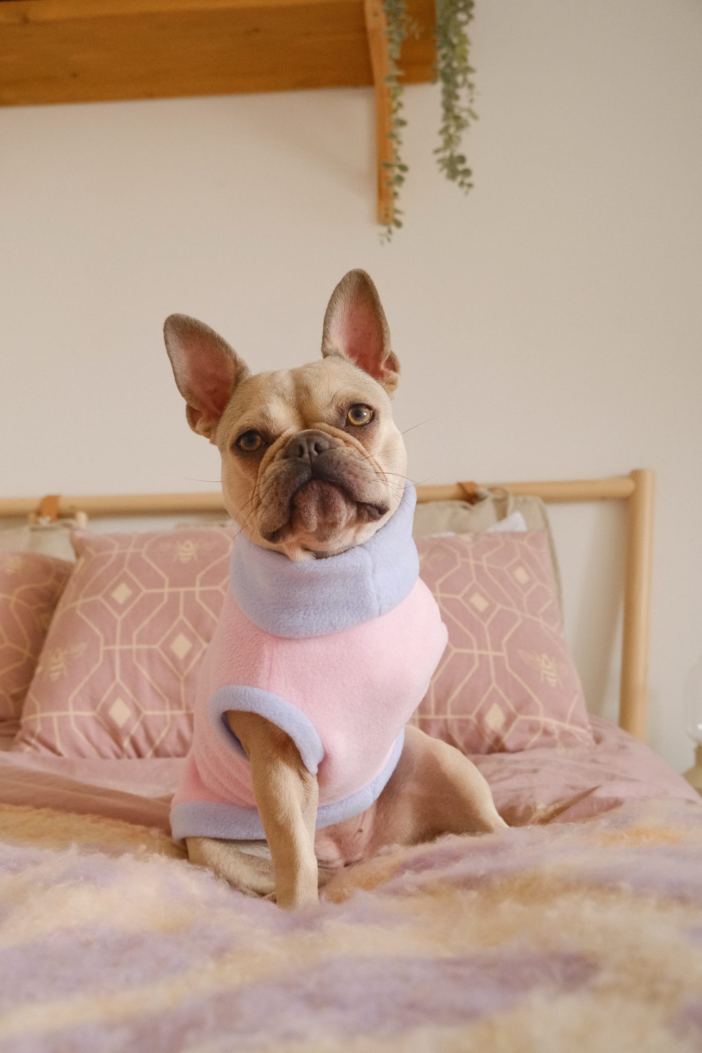 Custom Two Tone Small Breed Fleece