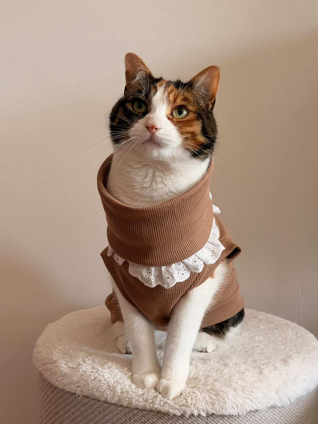 Regency Latte - Small Breed