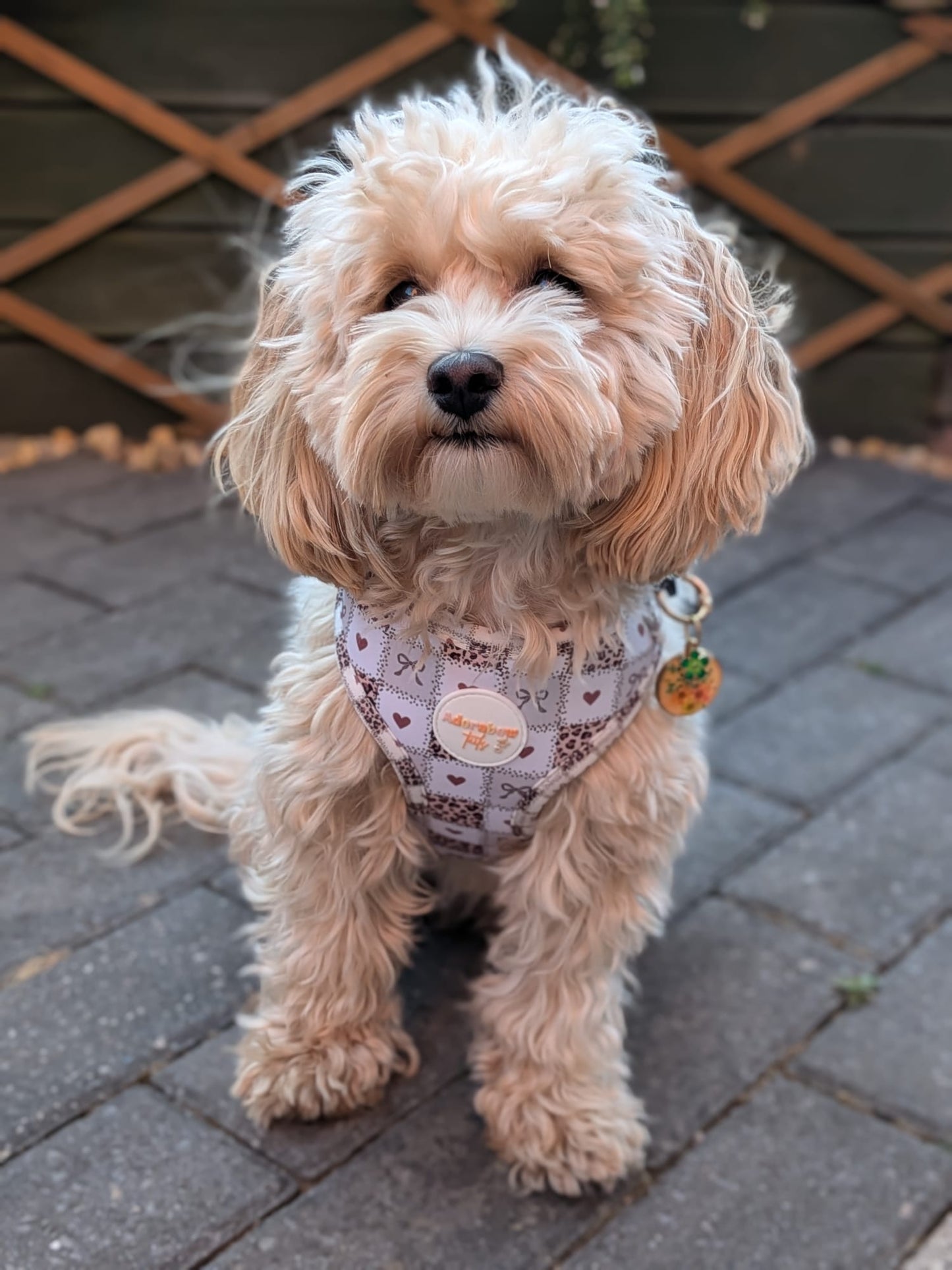 Love Me Wild Adjustable Harness
