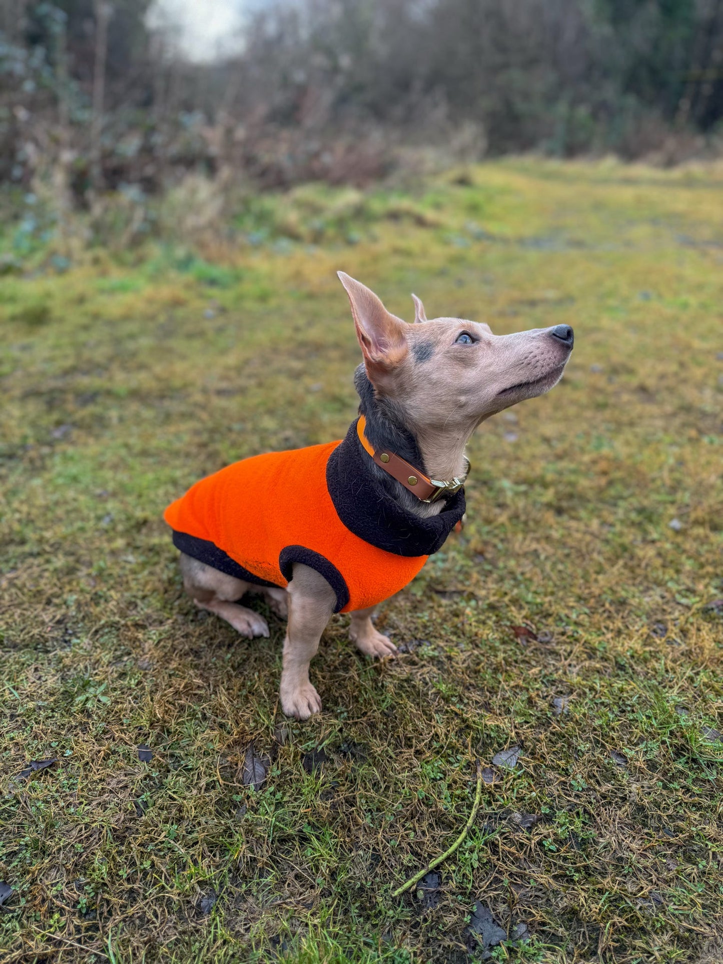 Dachshund/Small Breed Two Tone Crewneck Fleece