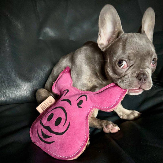 Patrick Pig