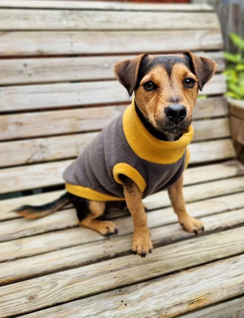 Custom Two Tone Small Breed Fleece