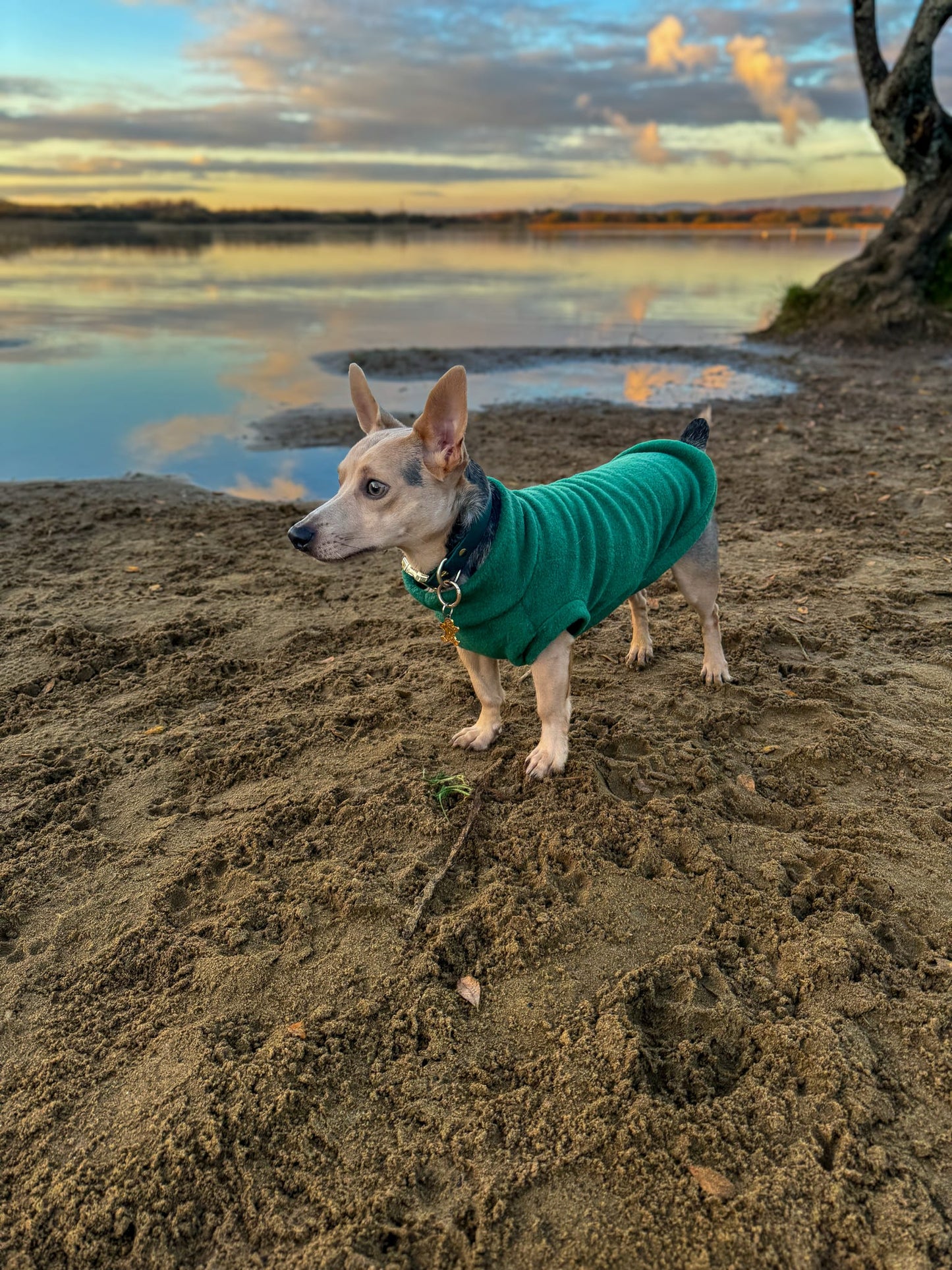 Dachshund/Small Breed Plain Crewneck Fleece