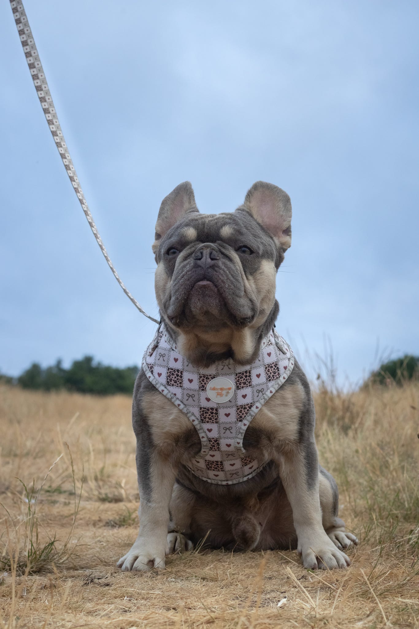 Love Me Wild Adjustable Harness