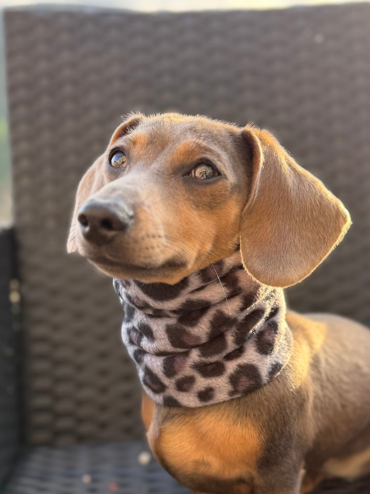 Custom Snow Leopard Snood