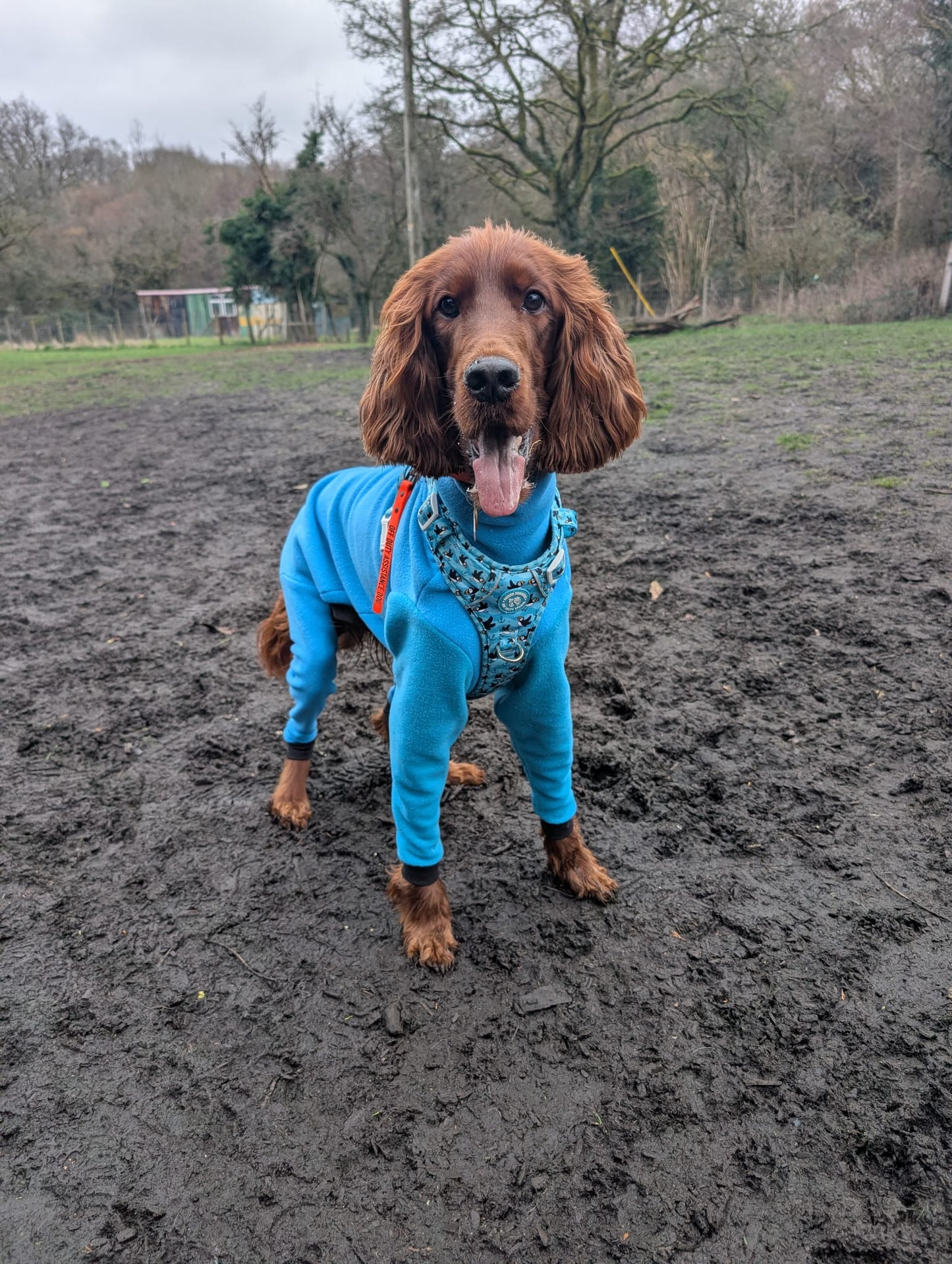 Custom Big Breed Jumpsuit