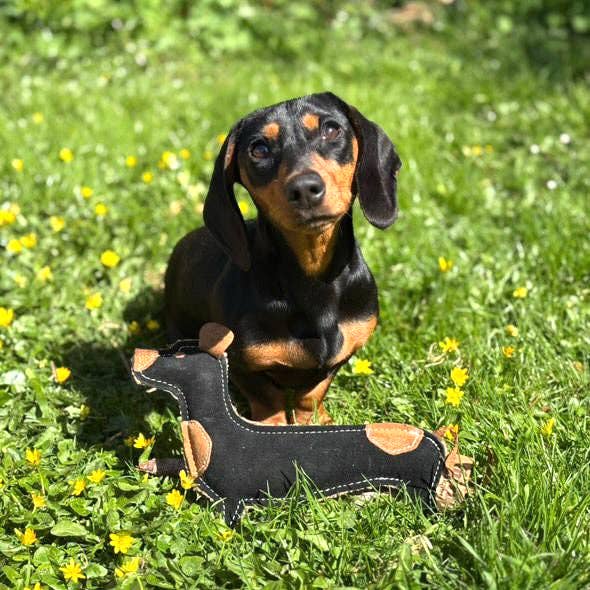 Douglas Dachshund