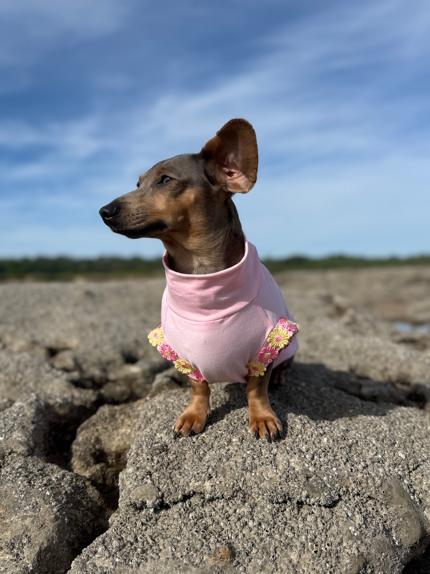 Pink Sugar Sorbet ALL BREEDS
