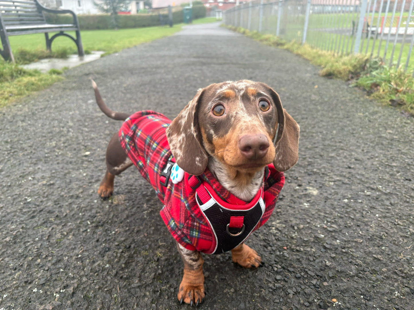 Custom Small Breed Red Tartan Fleece