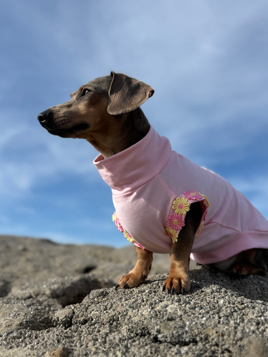 Pink Sugar Sorbet ALL BREEDS