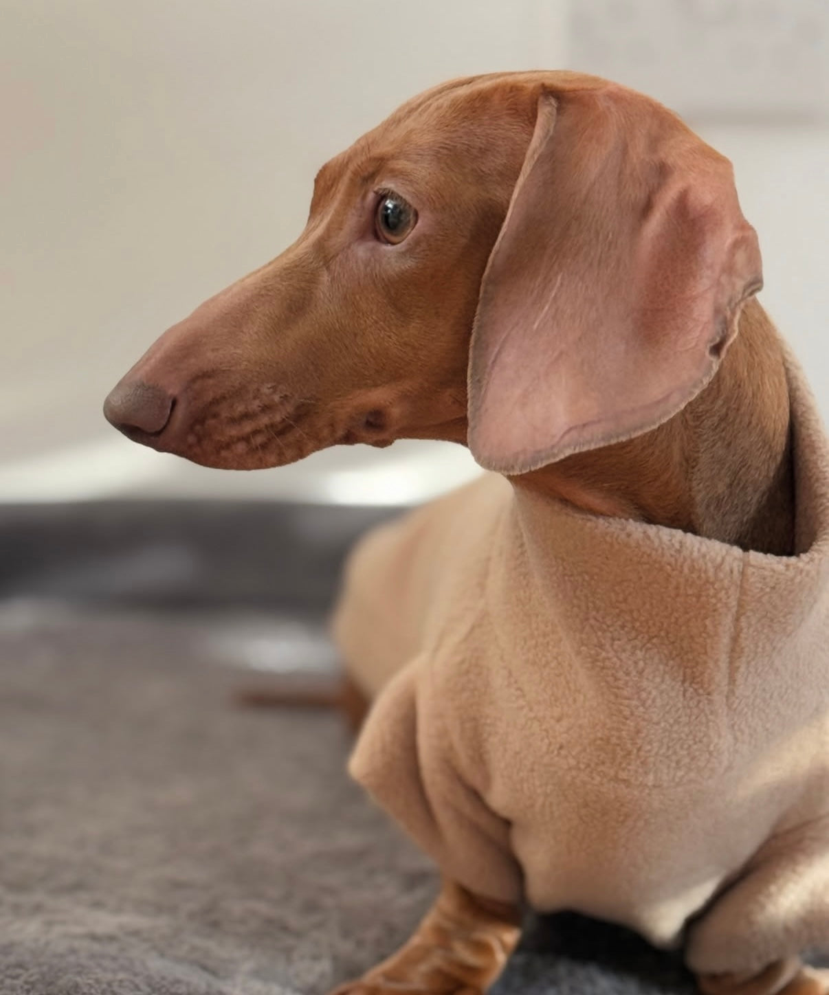 Custom Small Breed Fleece