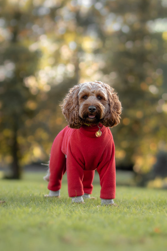 Custom Big Breed Jumpsuit