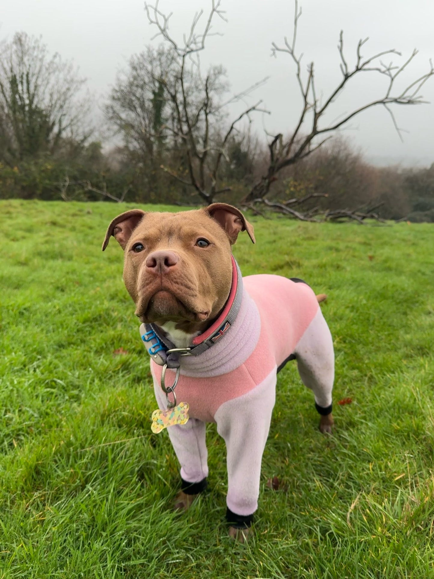 Custom Big Breed Jumpsuit