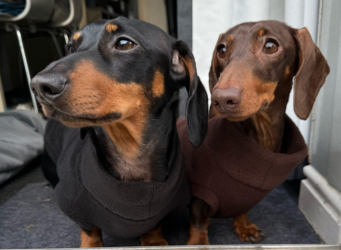 Dachshund/Small Breed Plain Crewneck Fleece