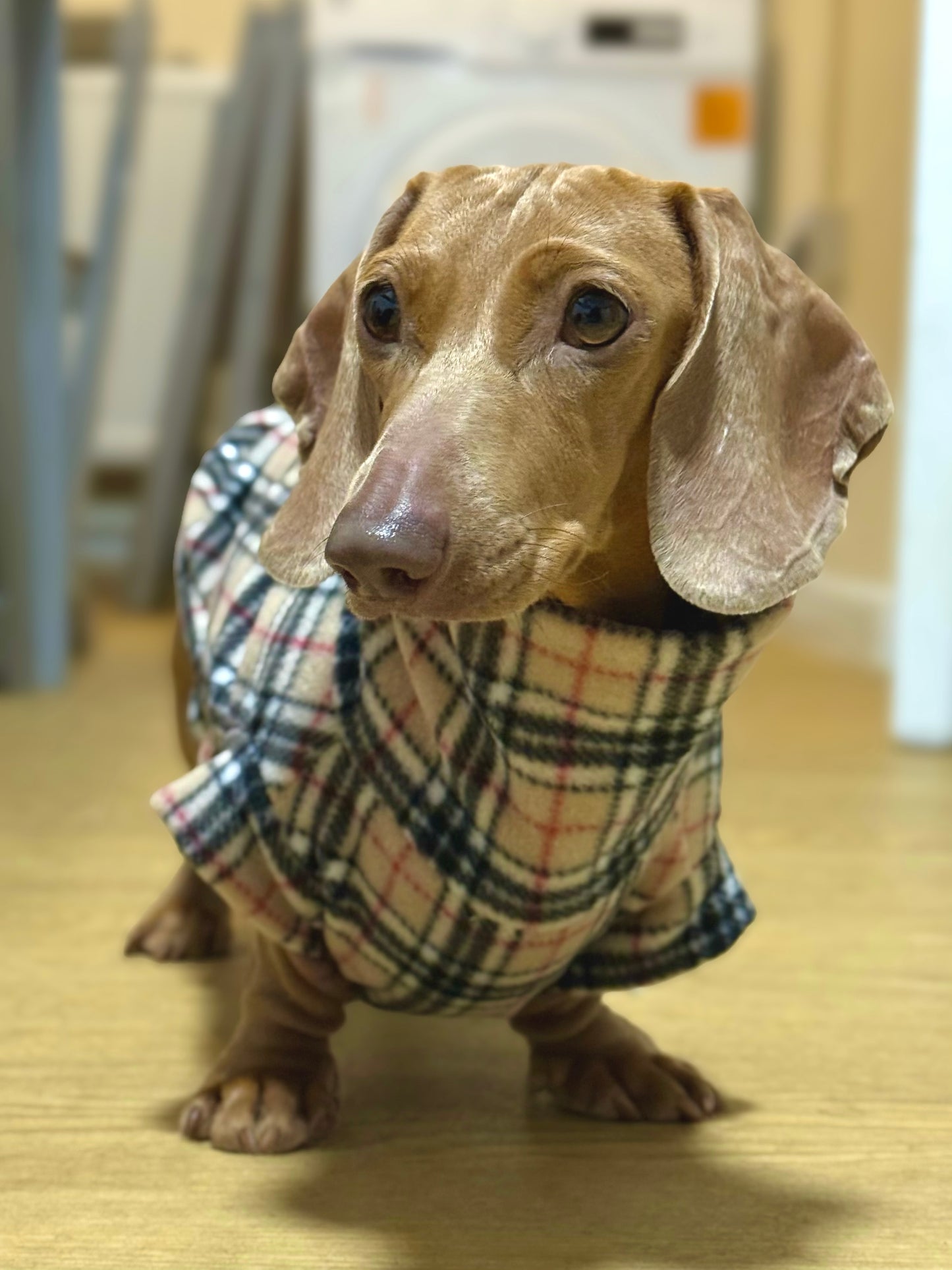 Custom Small Breed Beige Tartan Fleece