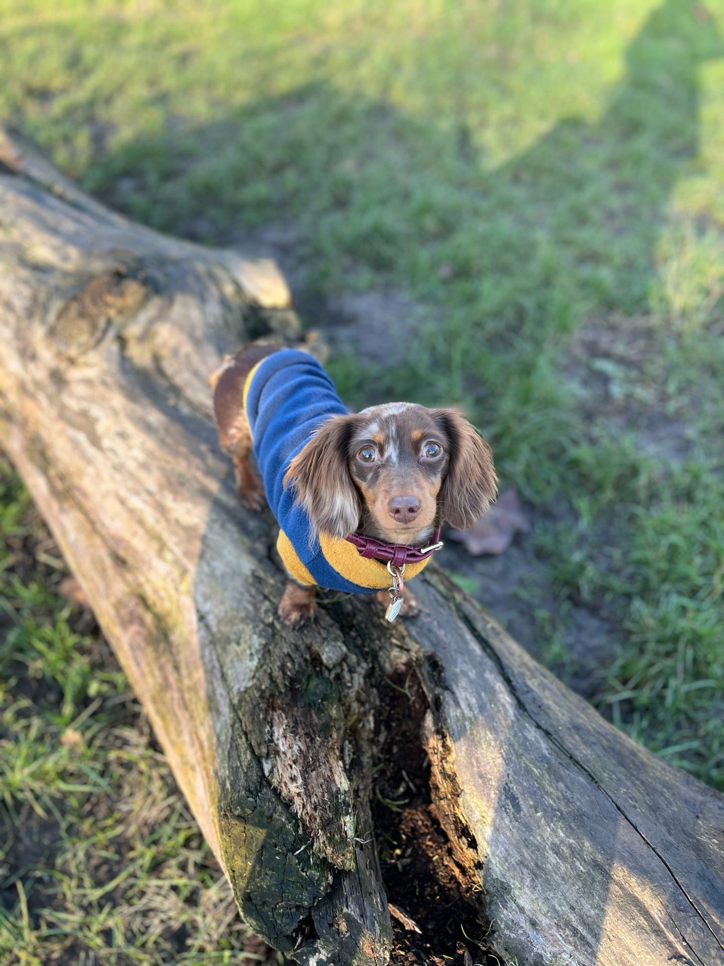 Dachshund/Small Breed Two Tone Crewneck Fleece