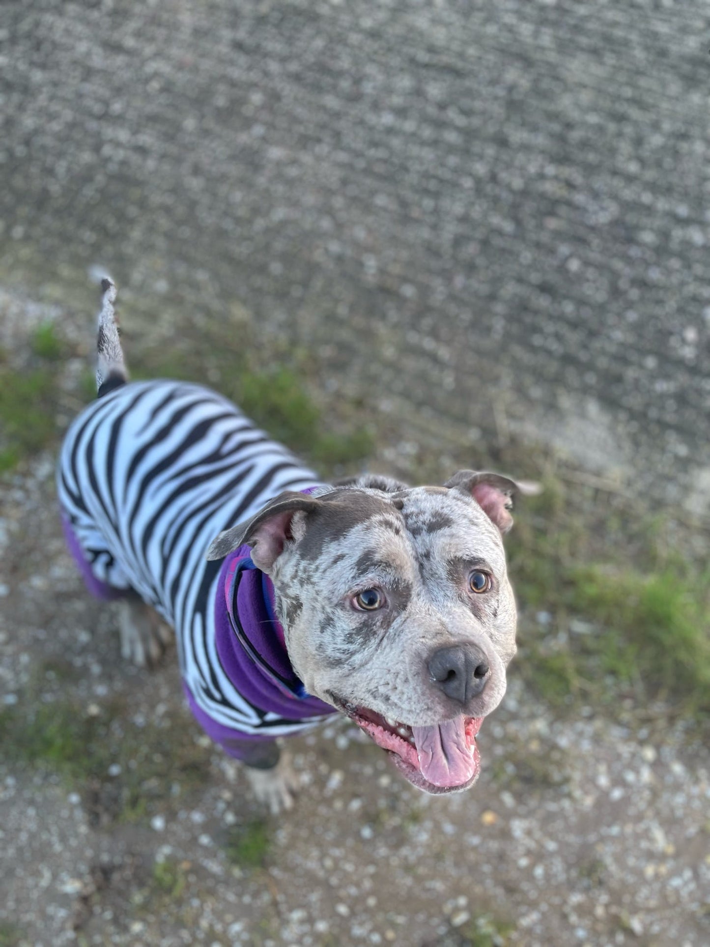 Custom Big Breed Jumpsuit Animal Print