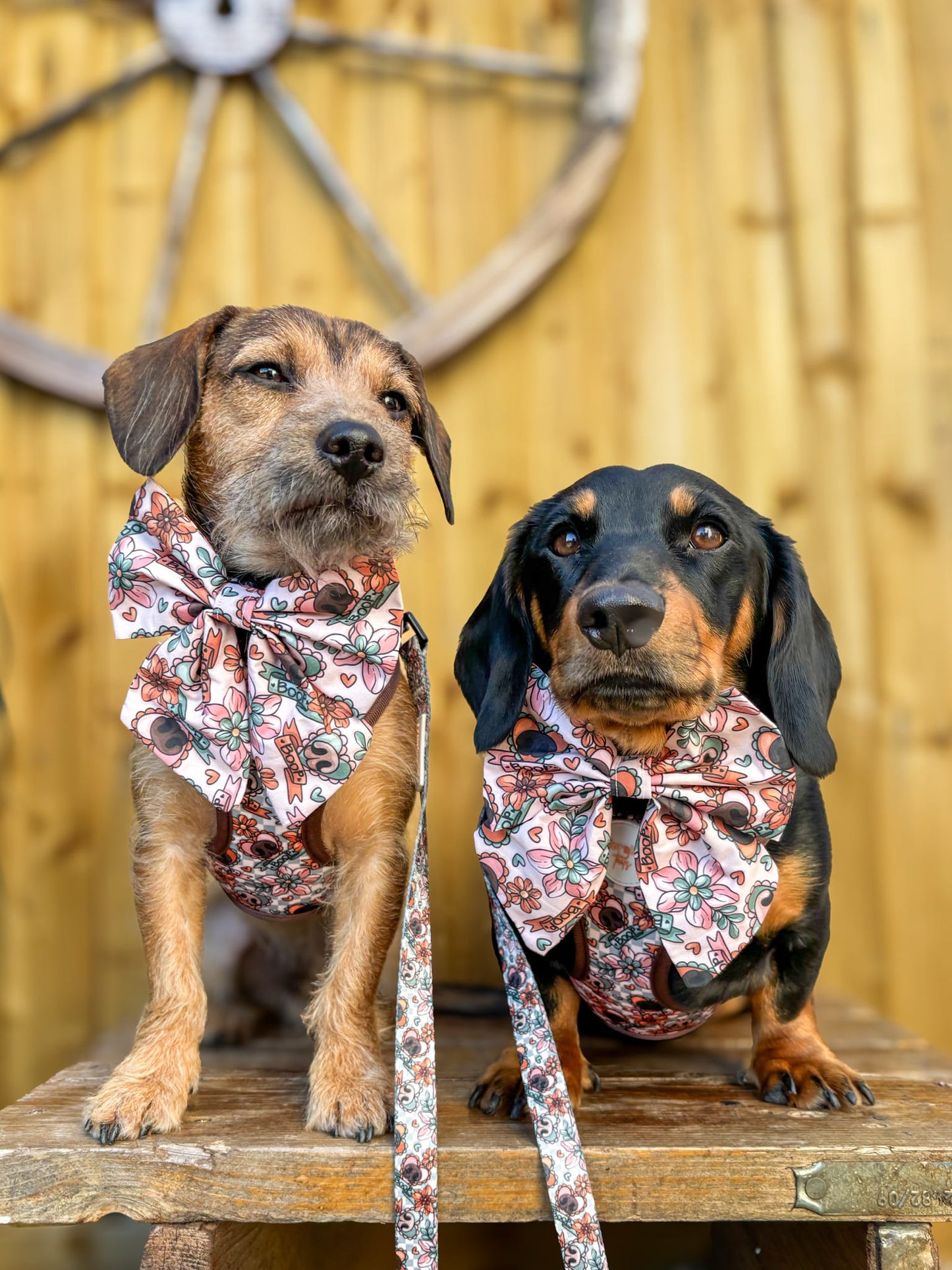 Boops & Blooms Adjustable Harness