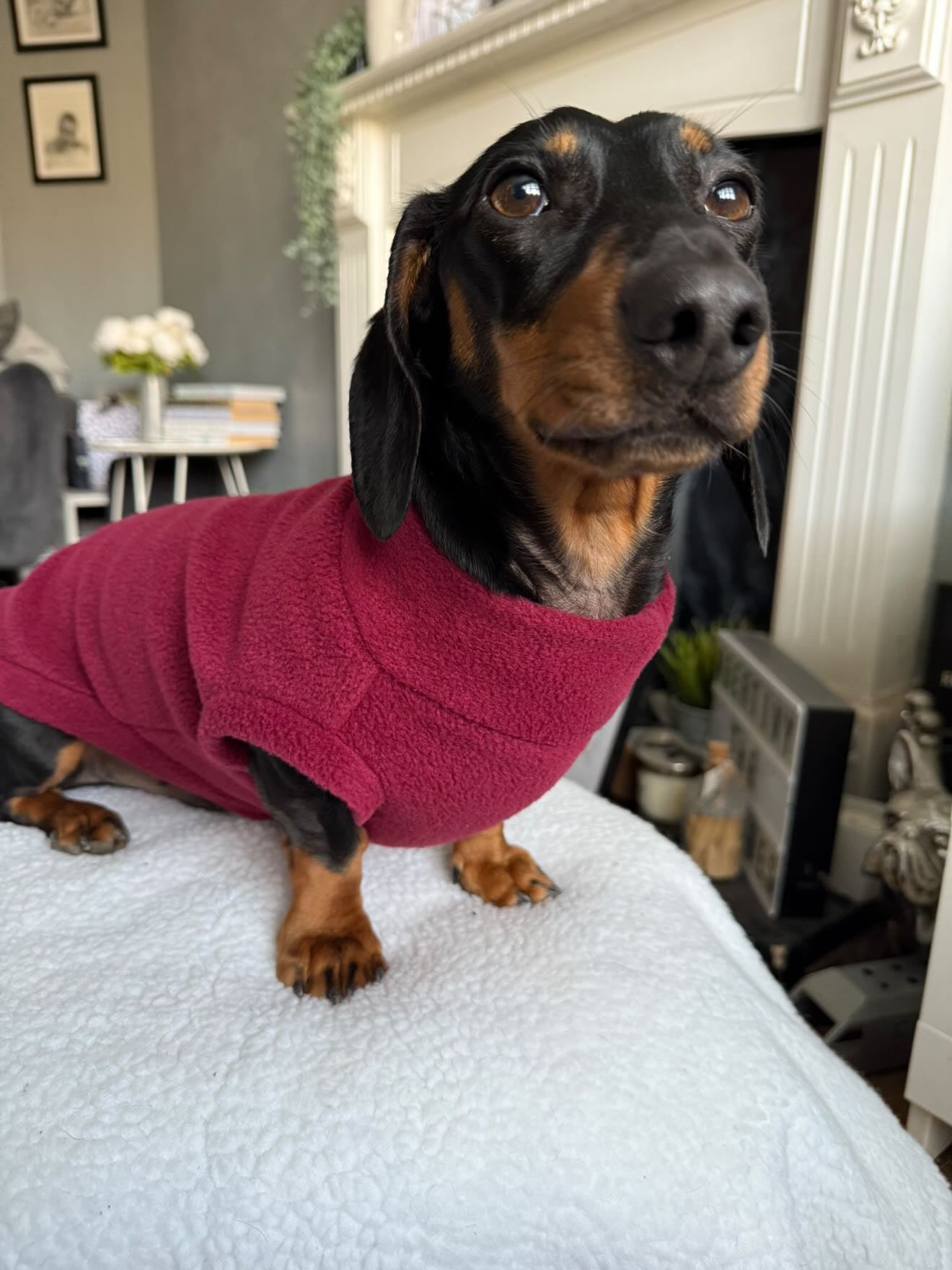 Dachshund/Small Breed Plain Crewneck Fleece