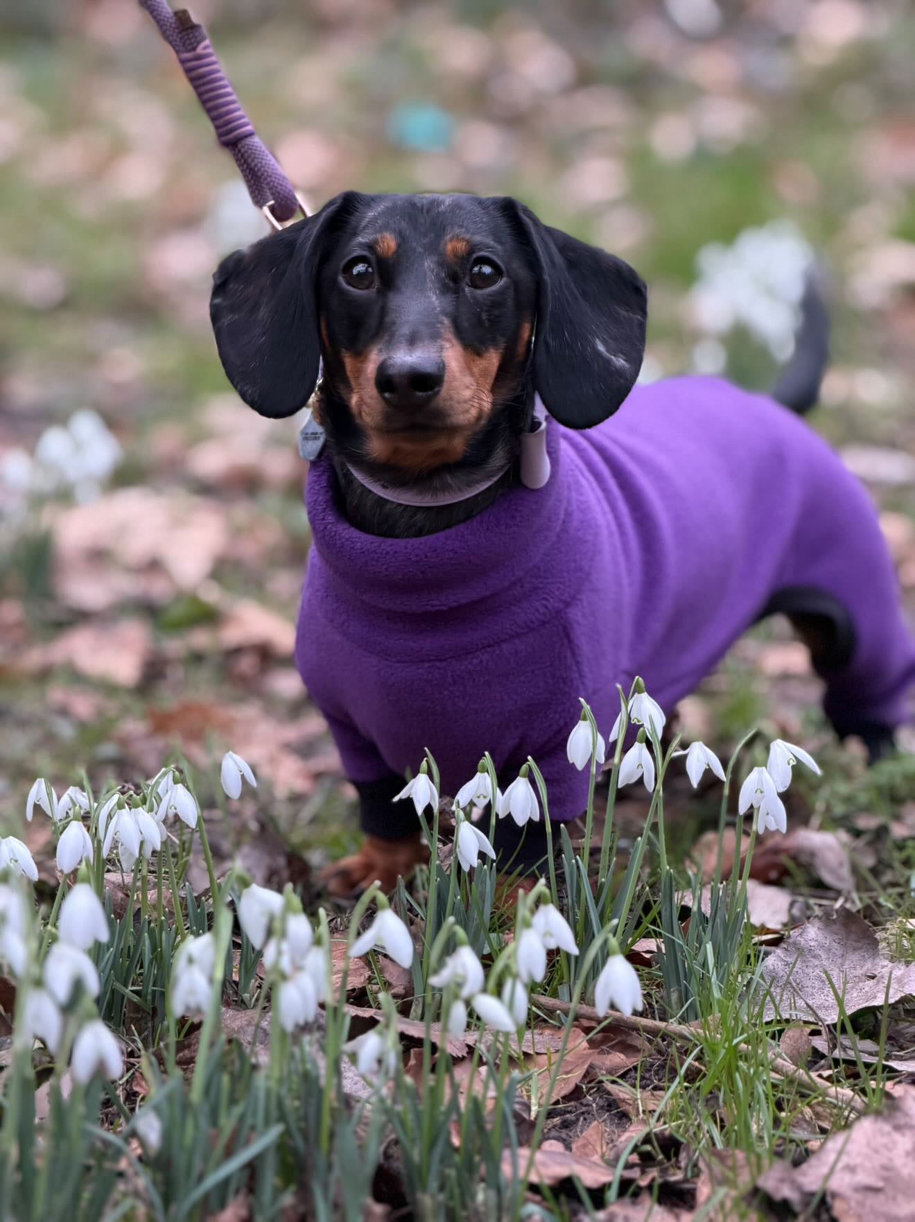 Custom Small Breed Jumpsuit