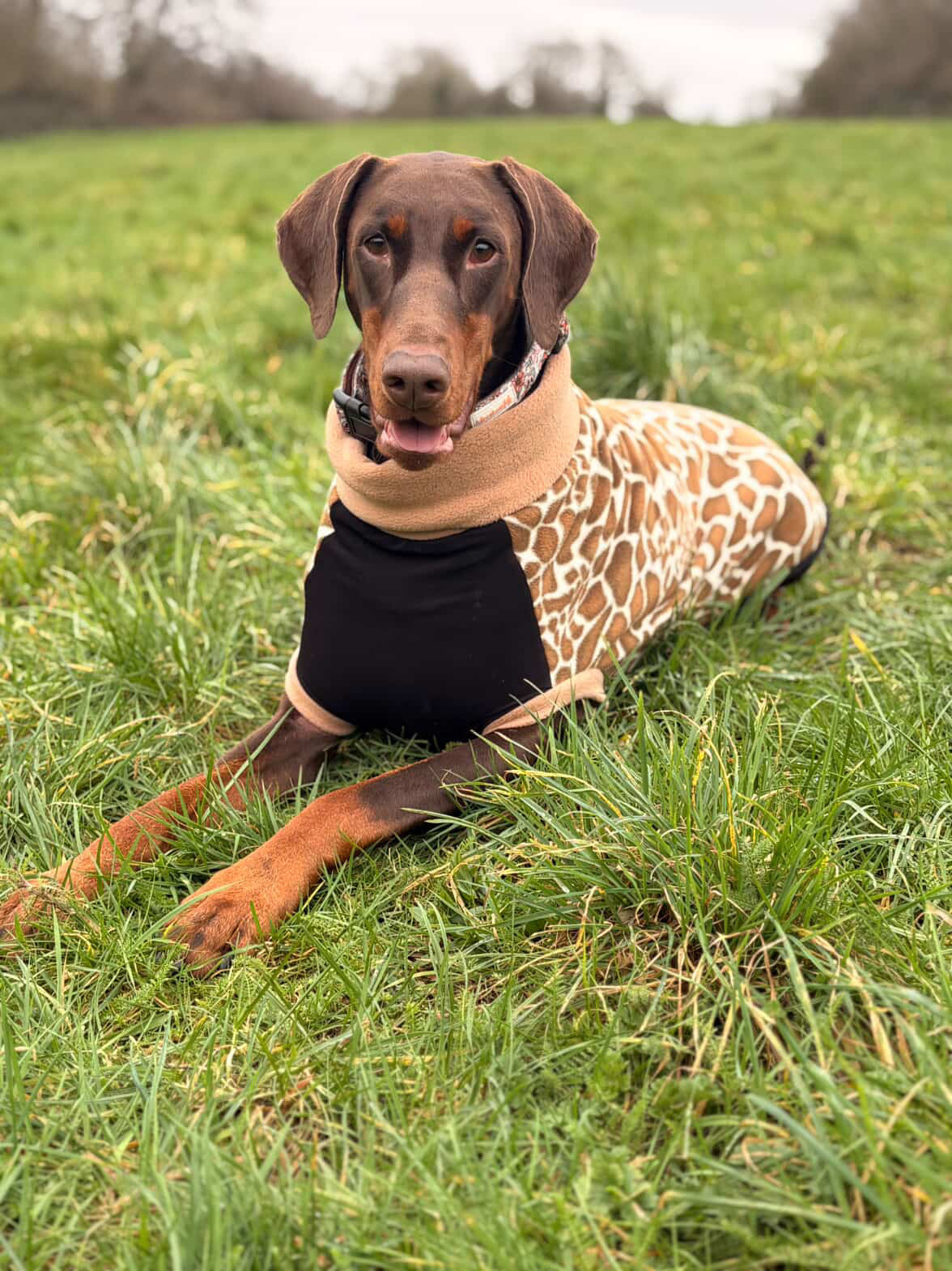 Custom Stretch & Snug Giraffe Fleece