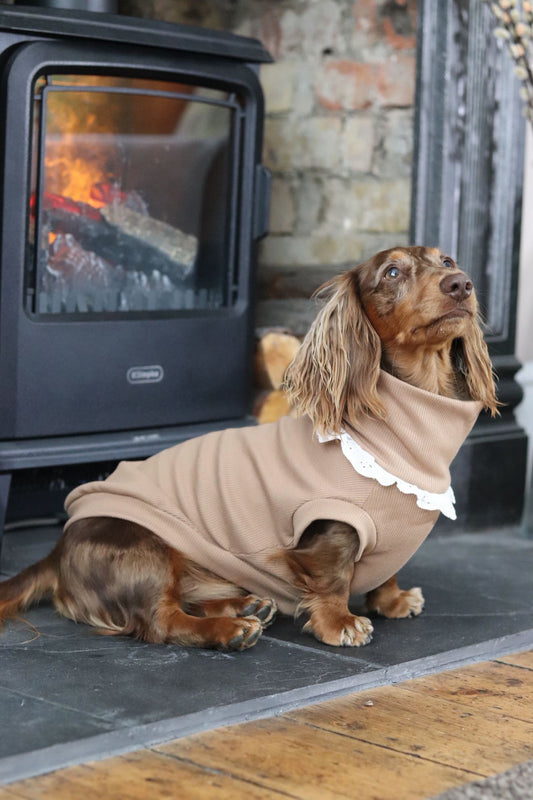 Regency Latte - Small Breed