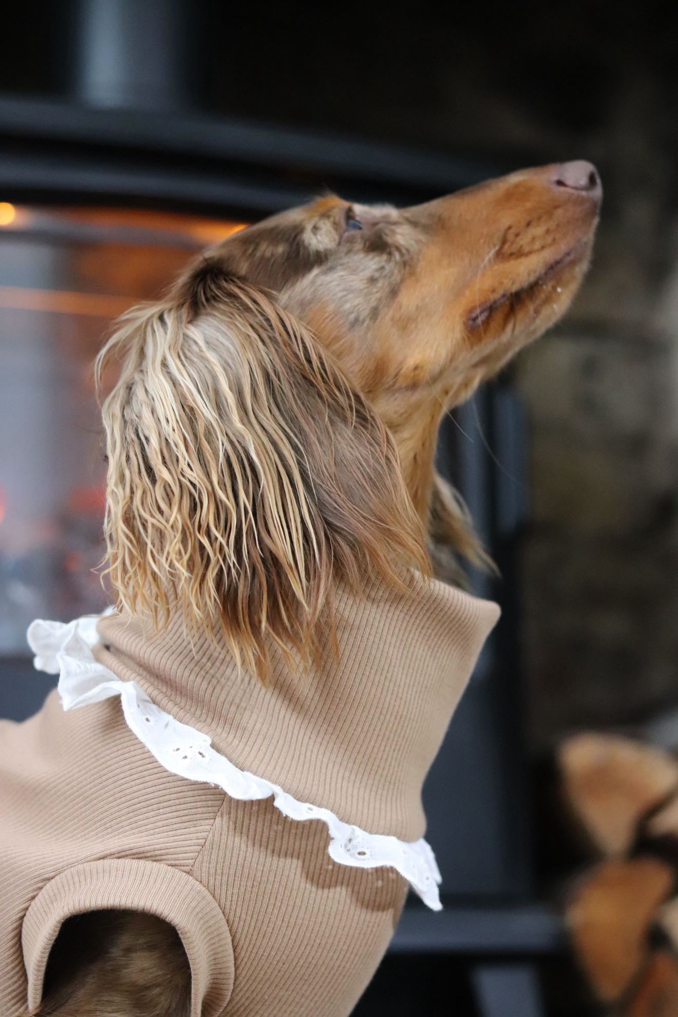 Regency Latte - Small Breed