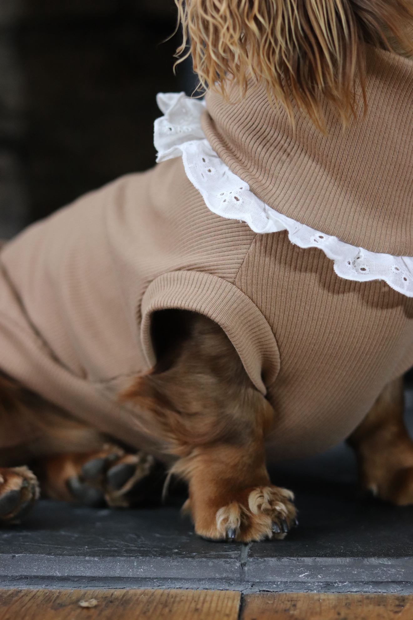 Regency Latte - Small Breed